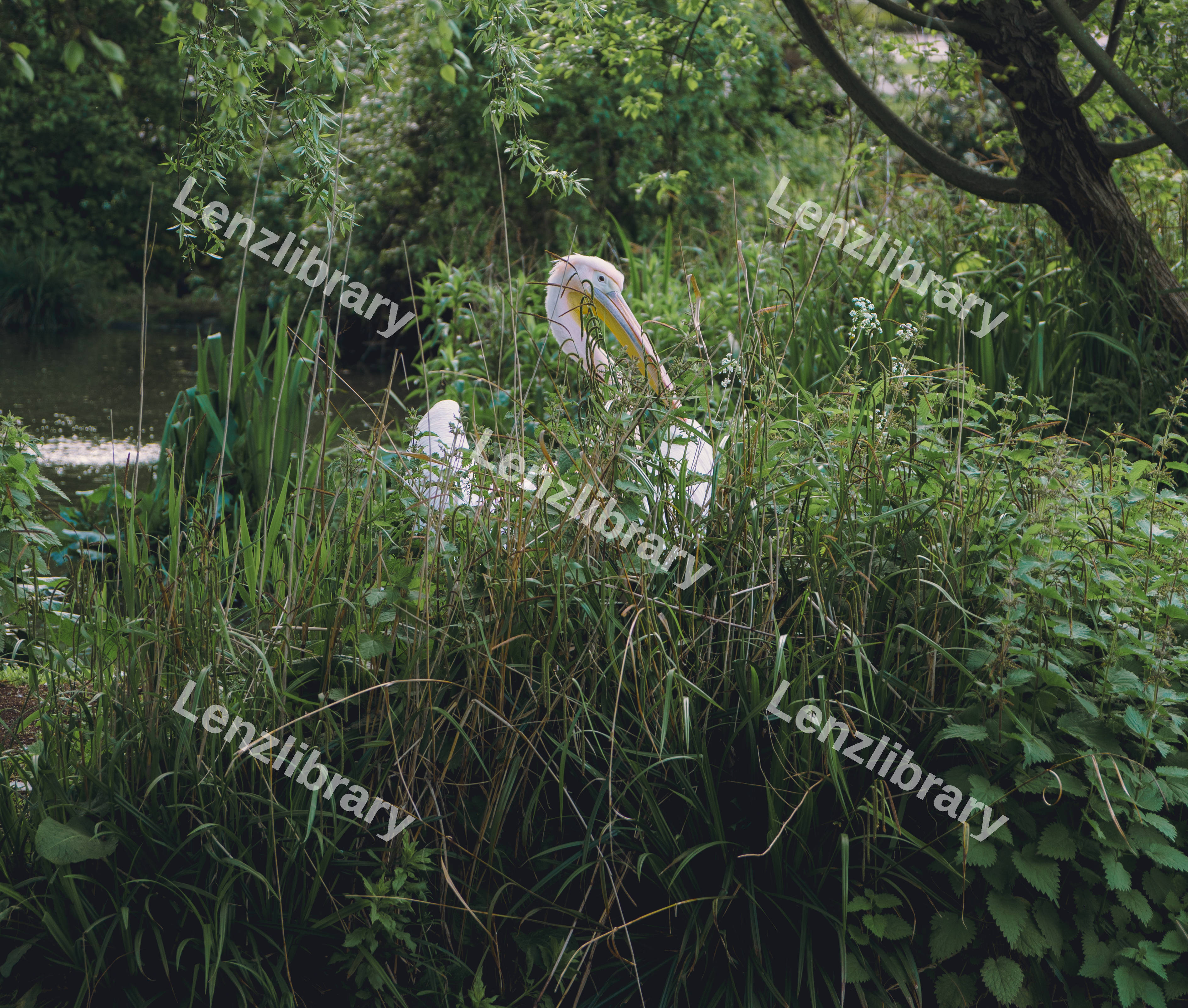 A Pelican Hiding Behind Grass